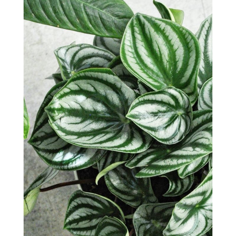 Peperomia argyreia 'Watermelon' - peperomia