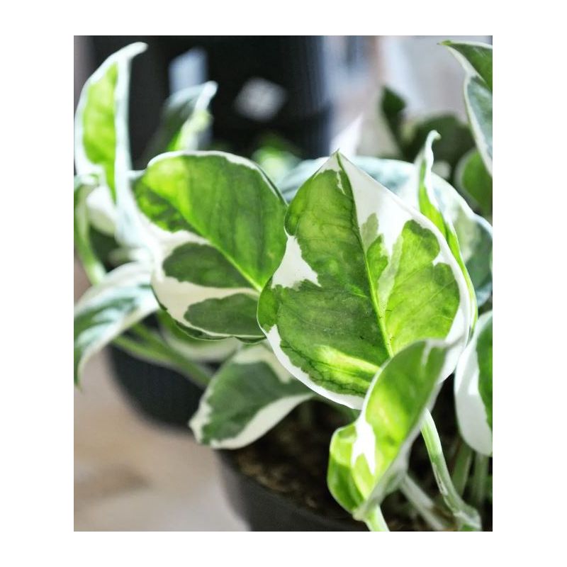 Epipremnum pinnatum NJoy - epipremnum 