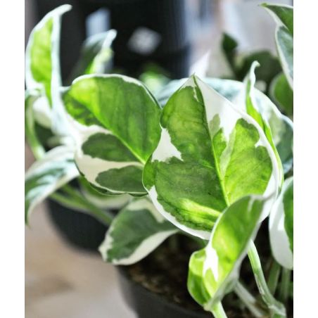 Epipremnum pinnatum NJoy - epipremnum 