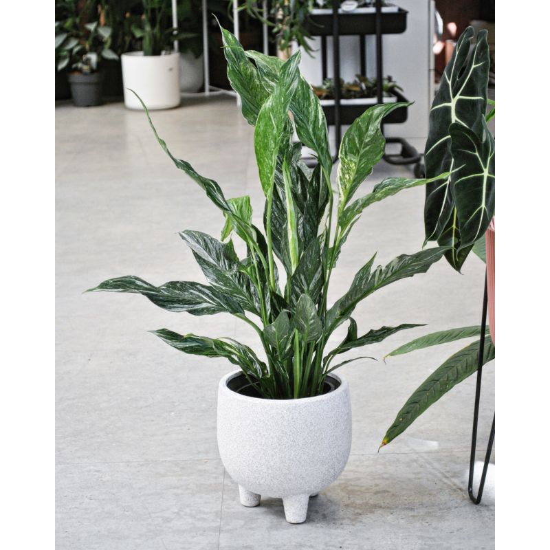 Spathiphyllum Diamond Variegata - skrzydłokwiat 