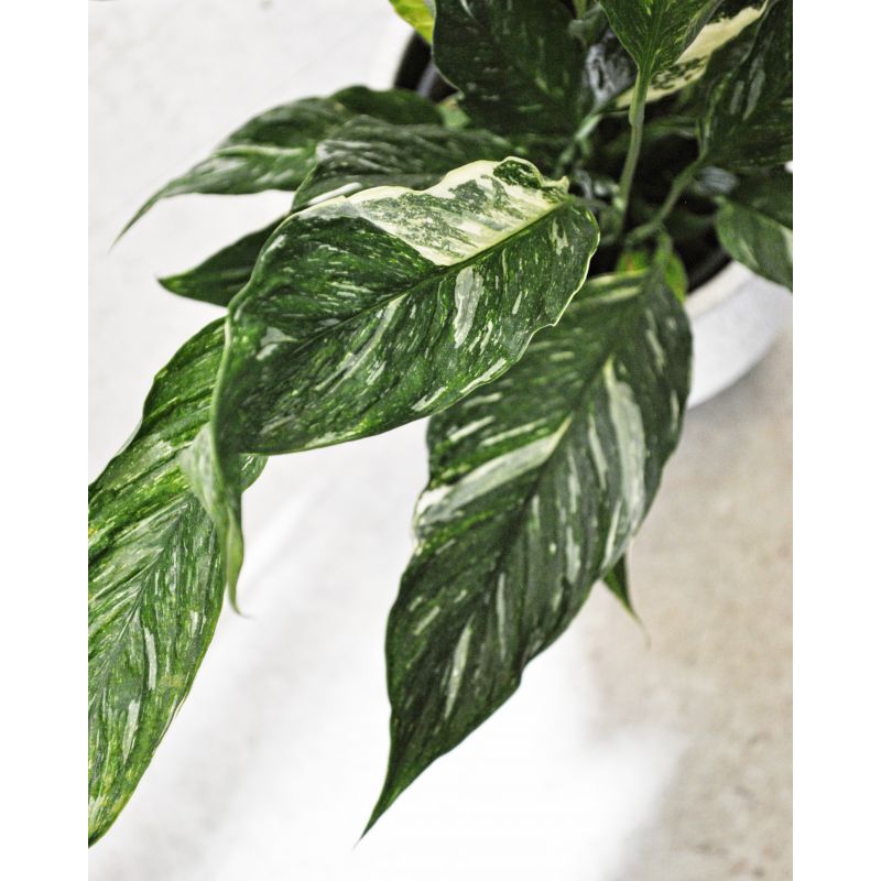 Spathiphyllum Diamond Variegata - skrzydłokwiat