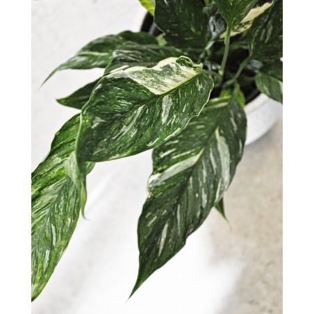 Spathiphyllum Diamond Variegata - skrzydłokwiat 