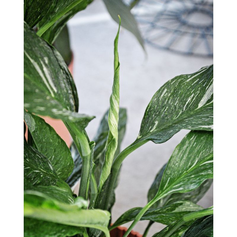 Spathiphyllum Diamond Variegata - skrzydłokwiat 