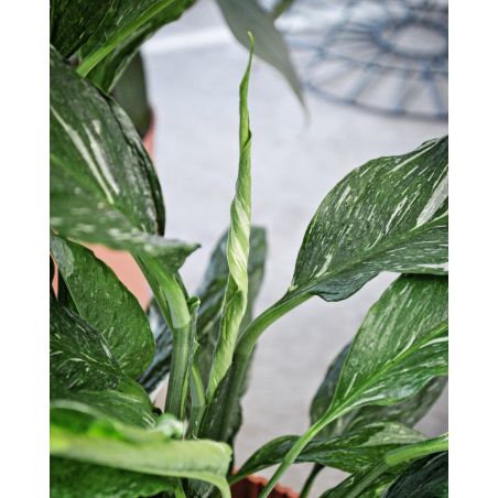 Spathiphyllum Diamond Variegata - skrzydłokwiat 