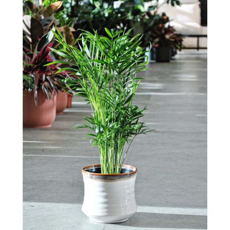 Chamaedorea elegans - chamedora wytworna 