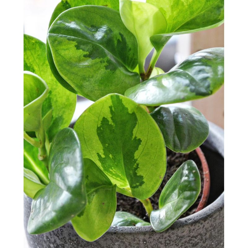 Peperomia obtusifolia Lemon Lime - peperomia tępolistna 