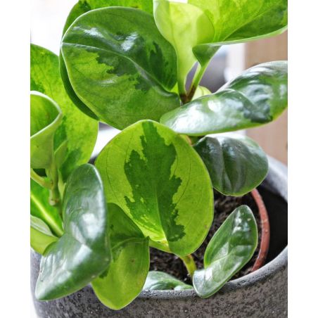 Peperomia obtusifolia Lemon Lime - peperomia tępolistna 