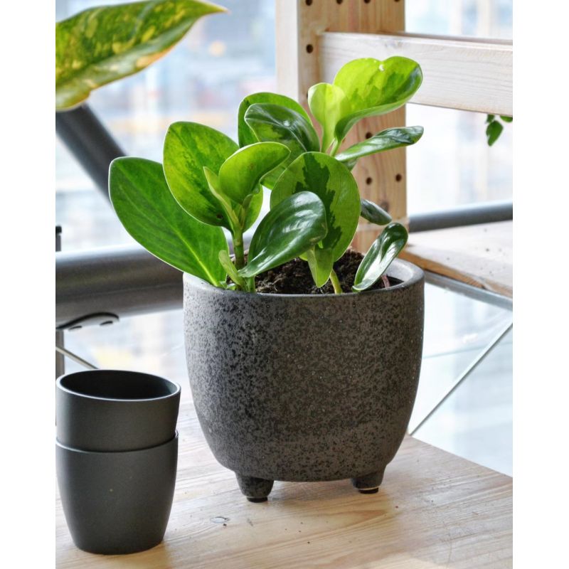 Peperomia obtusifolia Lemon Lime - peperomia tępolistna 