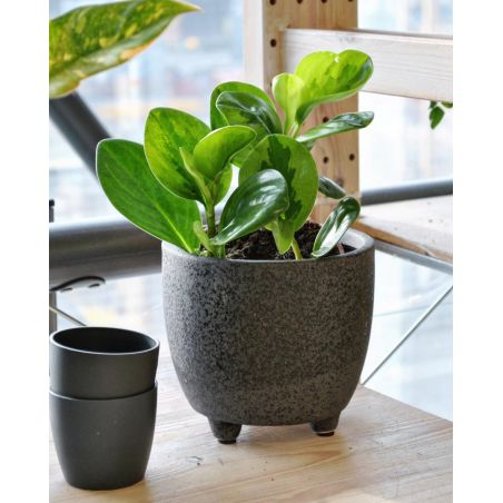 Peperomia obtusifolia Lemon Lime - peperomia tępolistna 