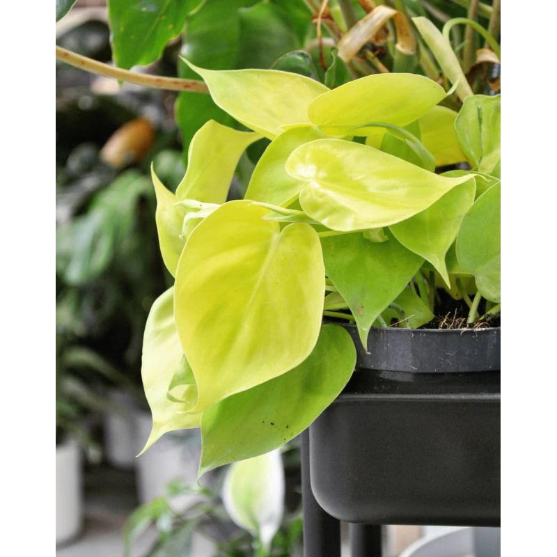 Philodendron scandens Lemon Lime - filodendron pnący 