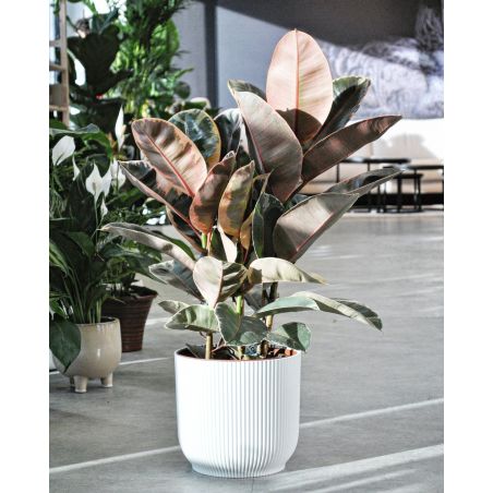 Ficus elastica Belize - figowiec sprężysty 