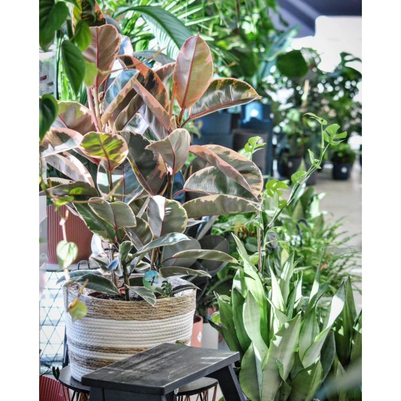 Ficus elastica Belize - figowiec sprężysty