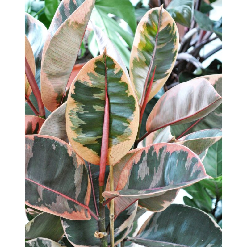 Ficus elastica Belize - figowiec sprężysty 