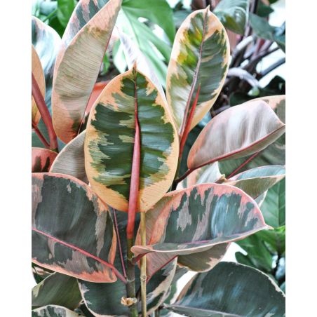 Ficus elastica Belize - figowiec sprężysty 