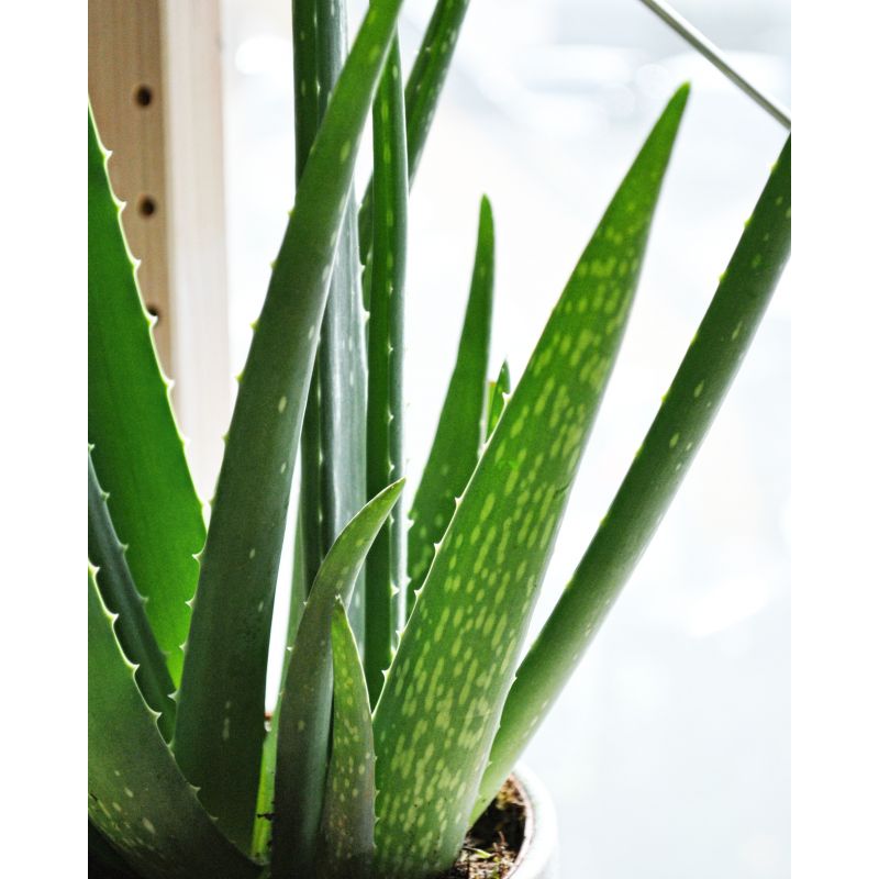 Aloe vera - aloes zwyczajny 
