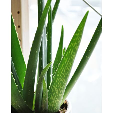 Aloe vera - aloes zwyczajny 