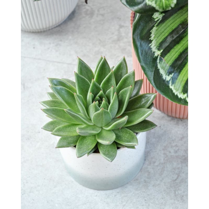 Echeveria agavoides 'Miranda' - eszeweria
