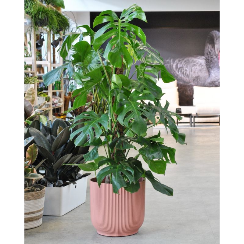 Monstera deliciosa - monstera dziurawa