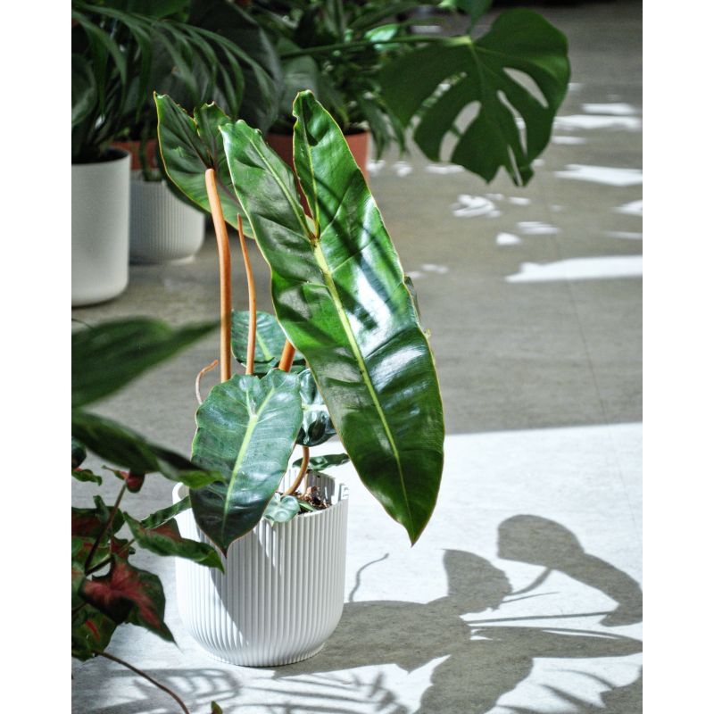 Philodendron billietiae - filodendron 