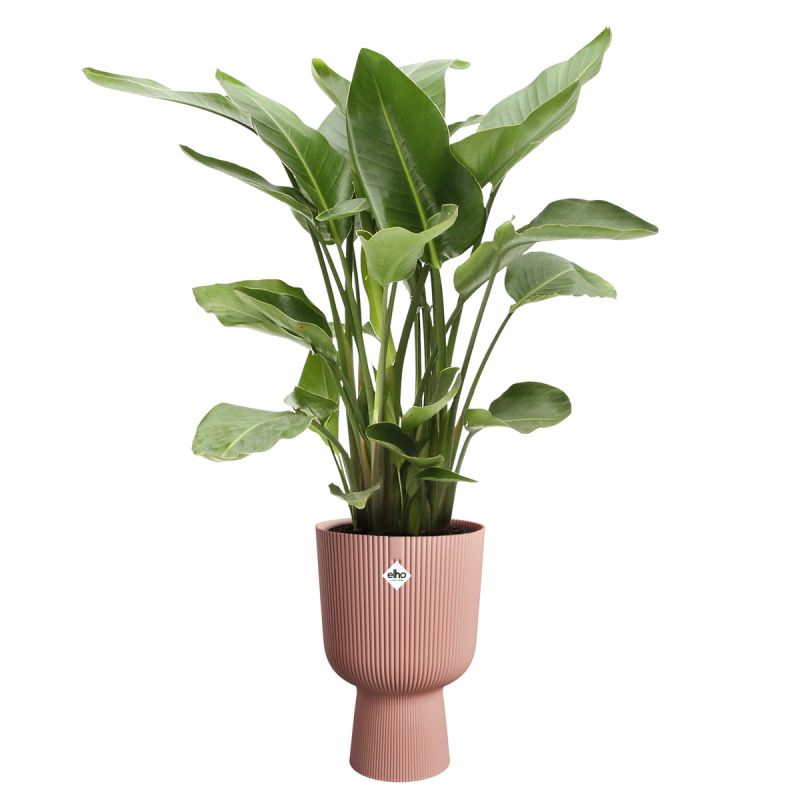 osłonka Elho vibes fold coupe delicate pink 30 cm