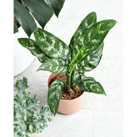 Aglaonema Maria - aglonema 