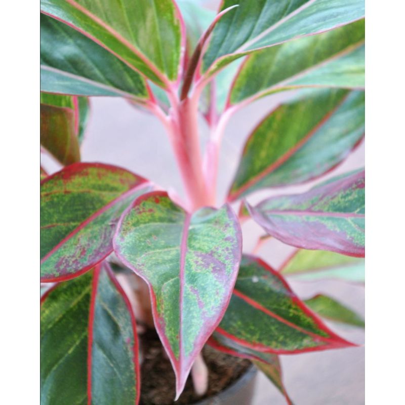 Aglaonema 'Jungle Red' - aglonema