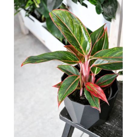 Aglaonema 'Jungle Red' - aglonema