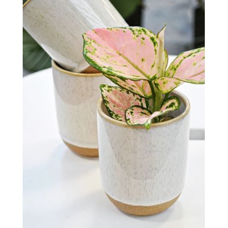 Aglaonema Red Zircon - aglonema 
