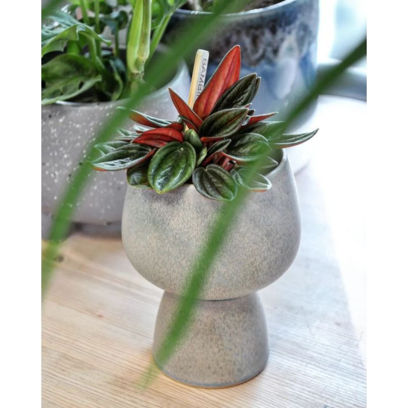 Peperomia caperata Rosso - peperomia kędzierzawa Peperomia caperata Rosso - peperomia kędzierzawa