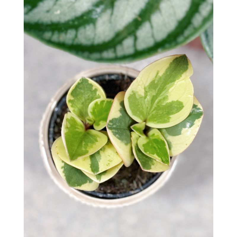 Peperomia obtusifolia Variegata - peperomia tępolistna 