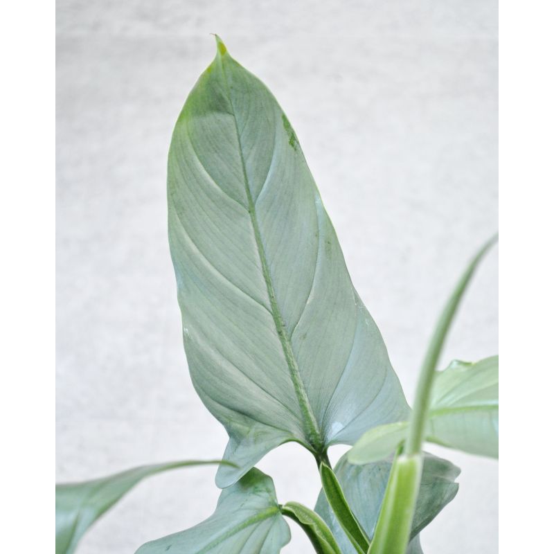 Philodendron Silver Queen - filodendron 