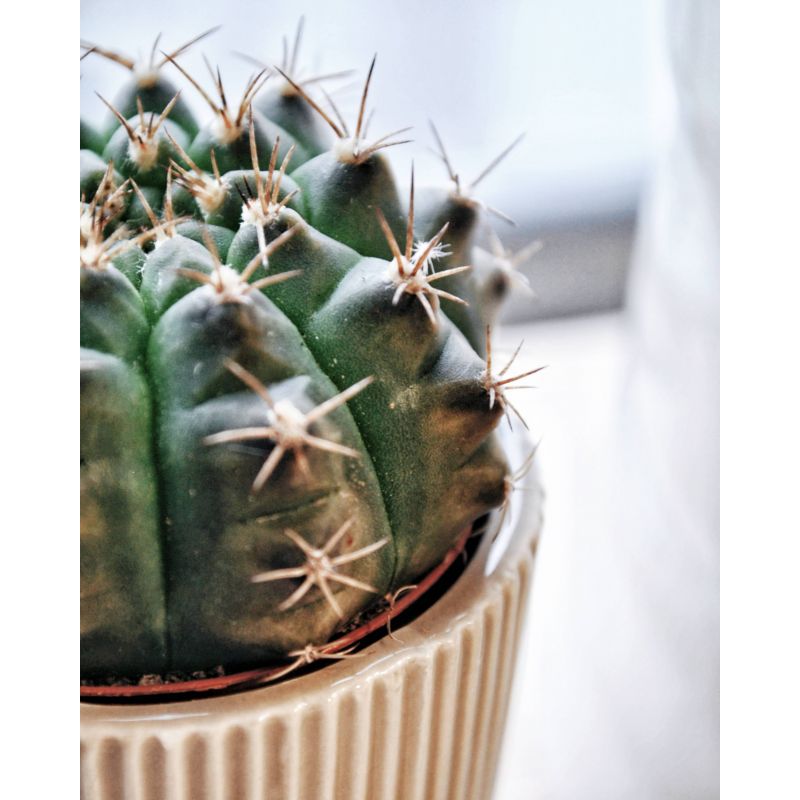 Gymnocalycium damsii - kaktus 