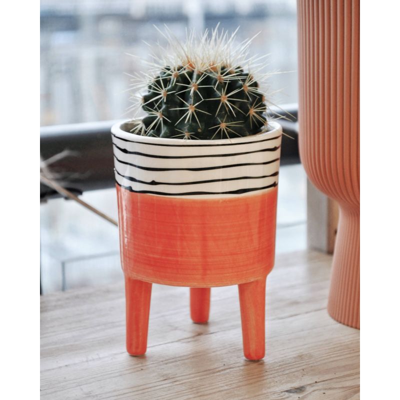 Echinocactus grusonii - kaktus