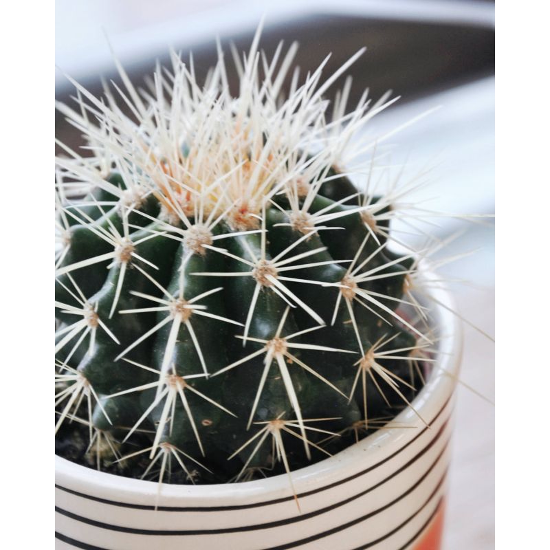 Echinocactus grusonii - kaktus