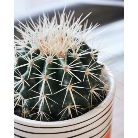 Echinocactus grusonii - kaktus