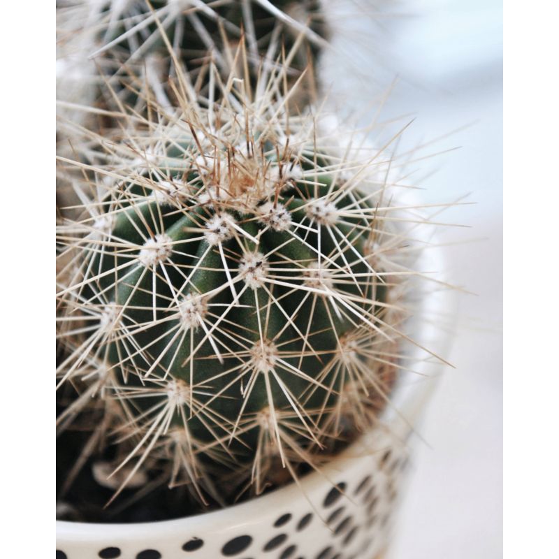 Pachycereus pringlei - kaktus 