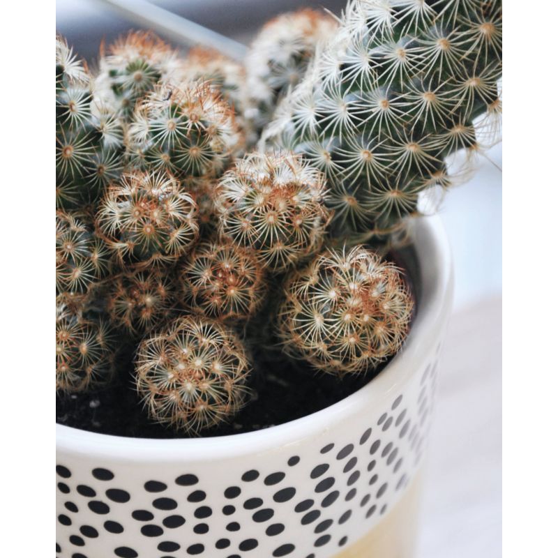 Mammilaria elongata red - kaktus 