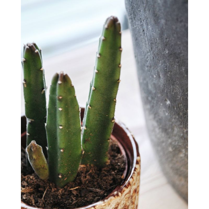 Stapelia leendertziae 