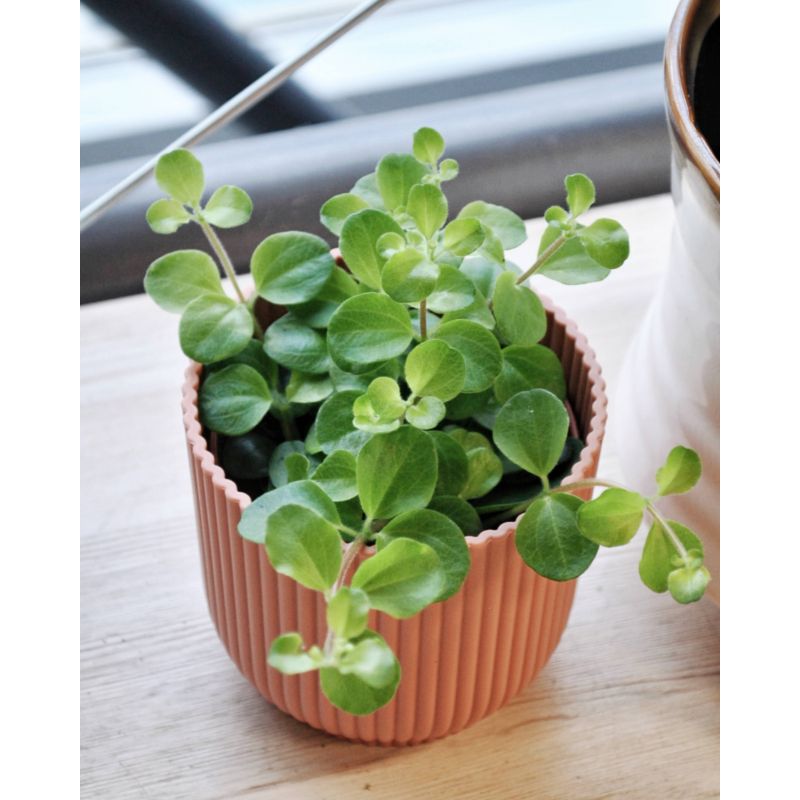 Peperomia rotundifolia - peperomia 