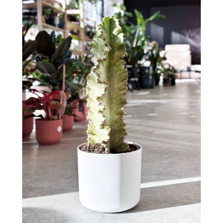 Euphorbia ingens Variegata - wilczomlecz marmurkowaty 