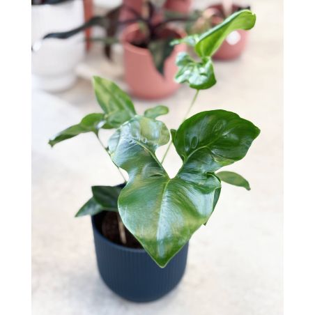 Philodendron Fun Bun (Thaumatophyllum spruceanum)- filodendron 