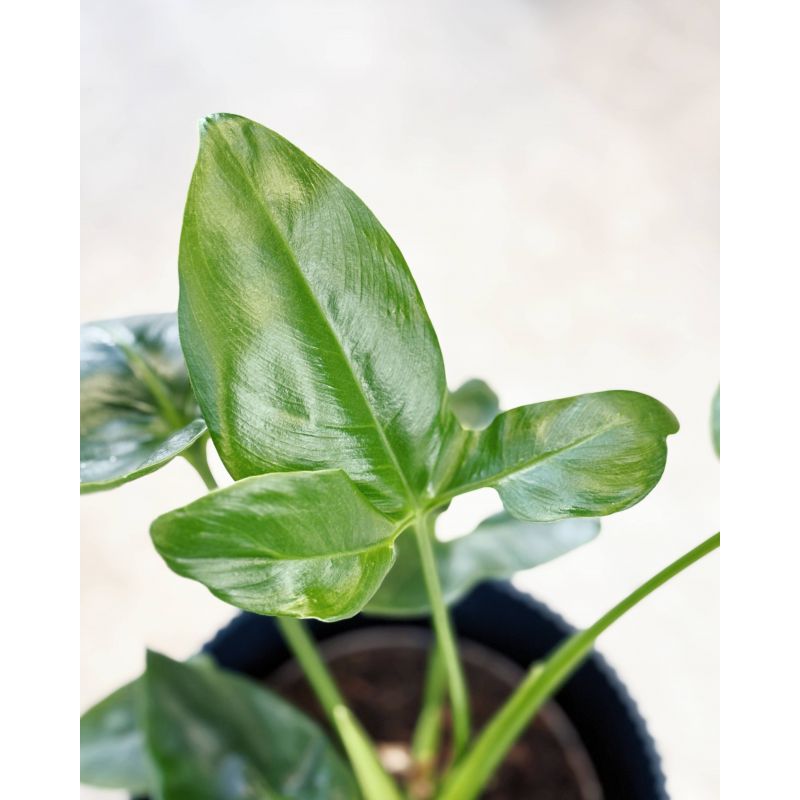 Philodendron Fun Bun (Thaumatophyllum spruceanum)- filodendron 