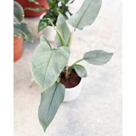 Philodendron Silver Queen - filodendron 