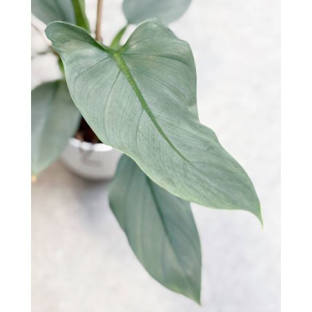 Philodendron Silver Queen - filodendron 