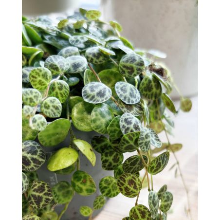 Peperomia prostrata - peperomia 