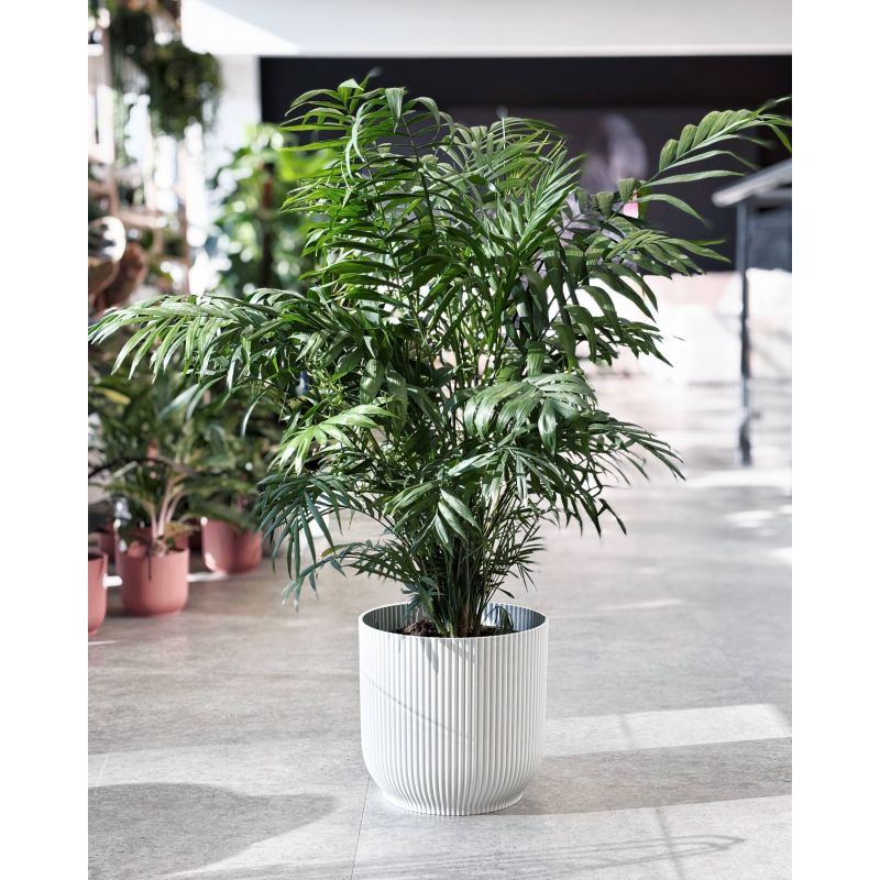Chamaedorea elegans - chamedora wytworna Chamaedorea elegans - chamedora wytworna