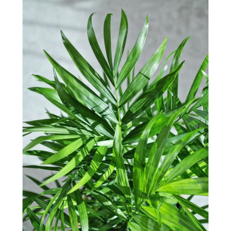 Chamaedorea elegans - chamedora wytworna 