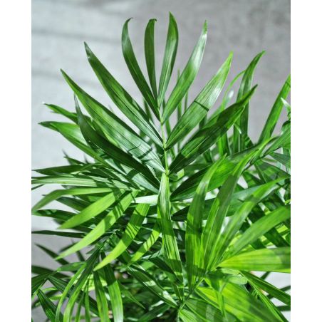 Chamaedorea elegans - chamedora wytworna 