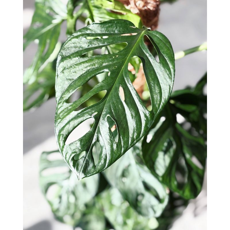 Monstera adansonii - monstera Adansona 