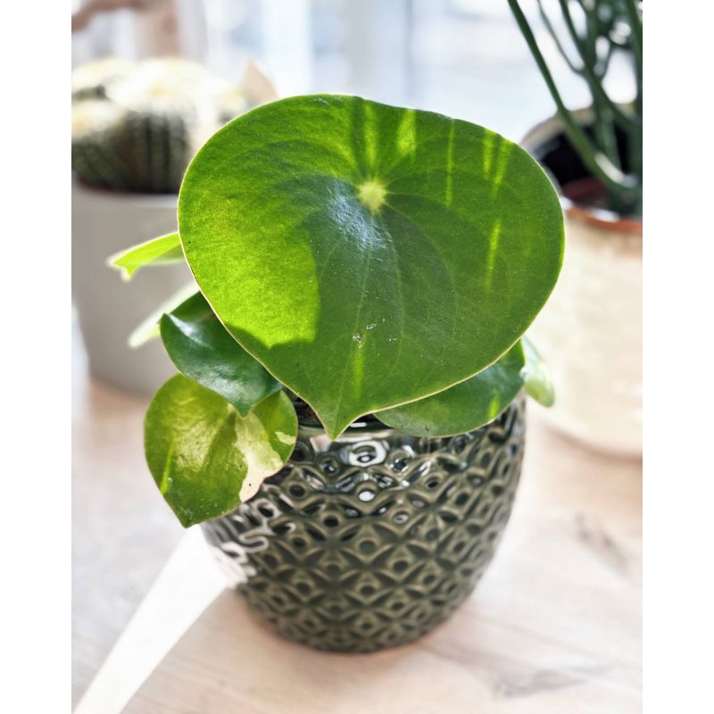 Peperomia polybotrya Raindrop - peperomia Peperomia polybotrya Raindrop - peperomia